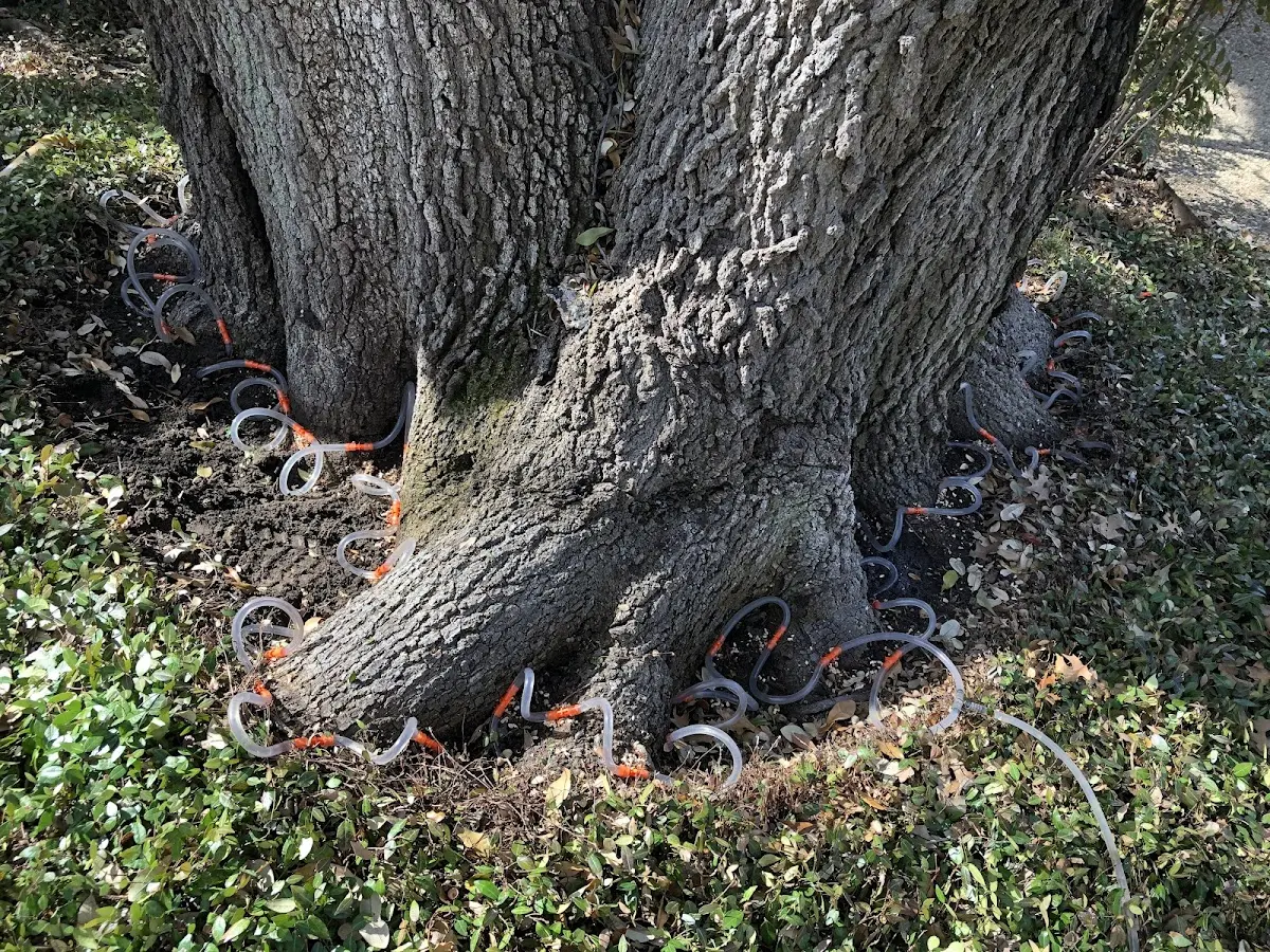 Detailed Shrub and Hedge Trimming job site in Drakesville