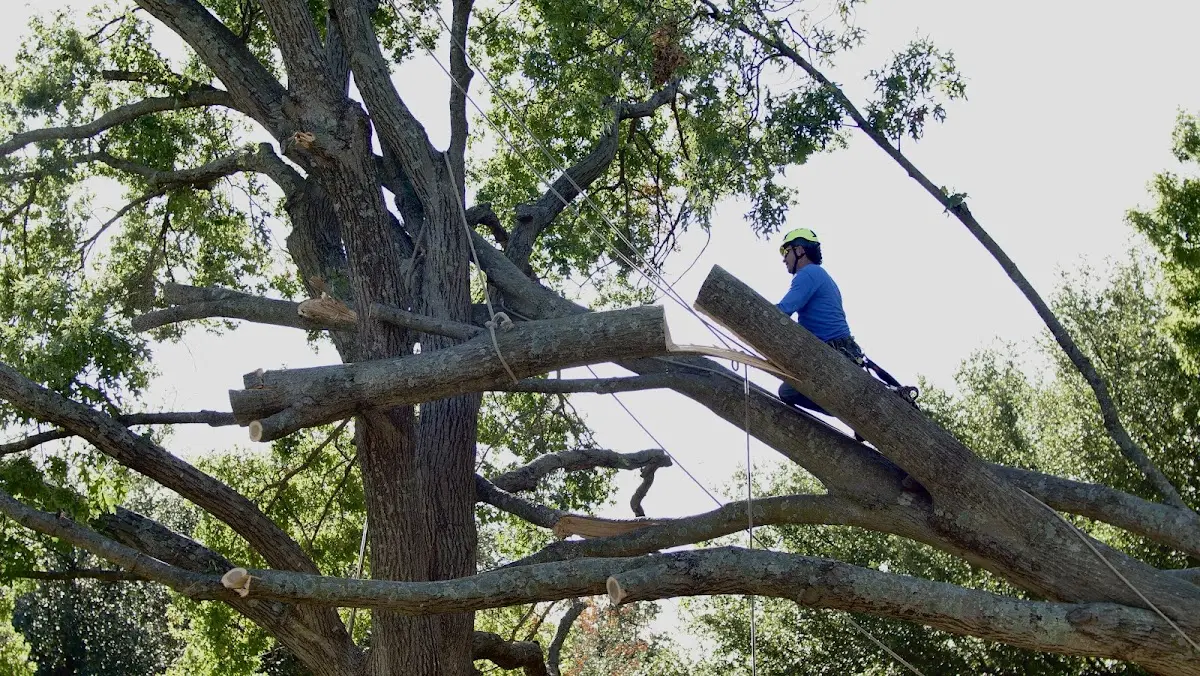 Professional Crown Thinning performed by certified arborists in Drakesville