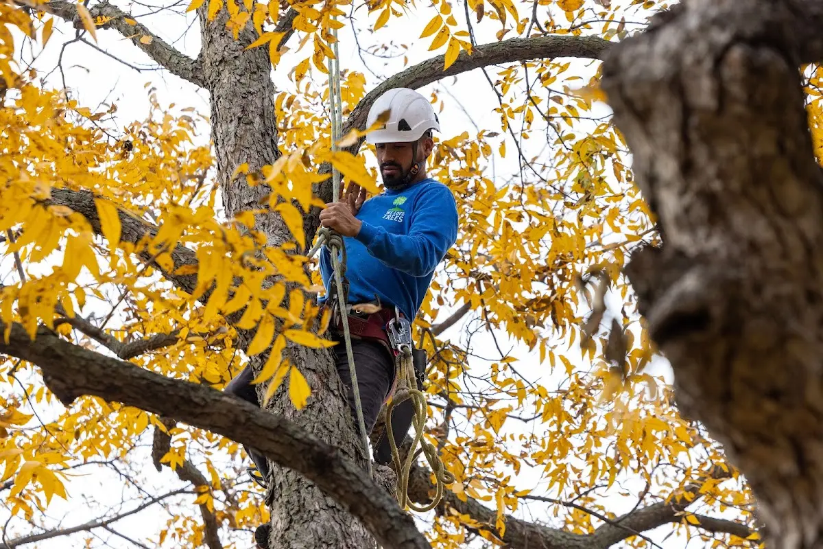 Skilled Tree Pruning crew working in Drakesville