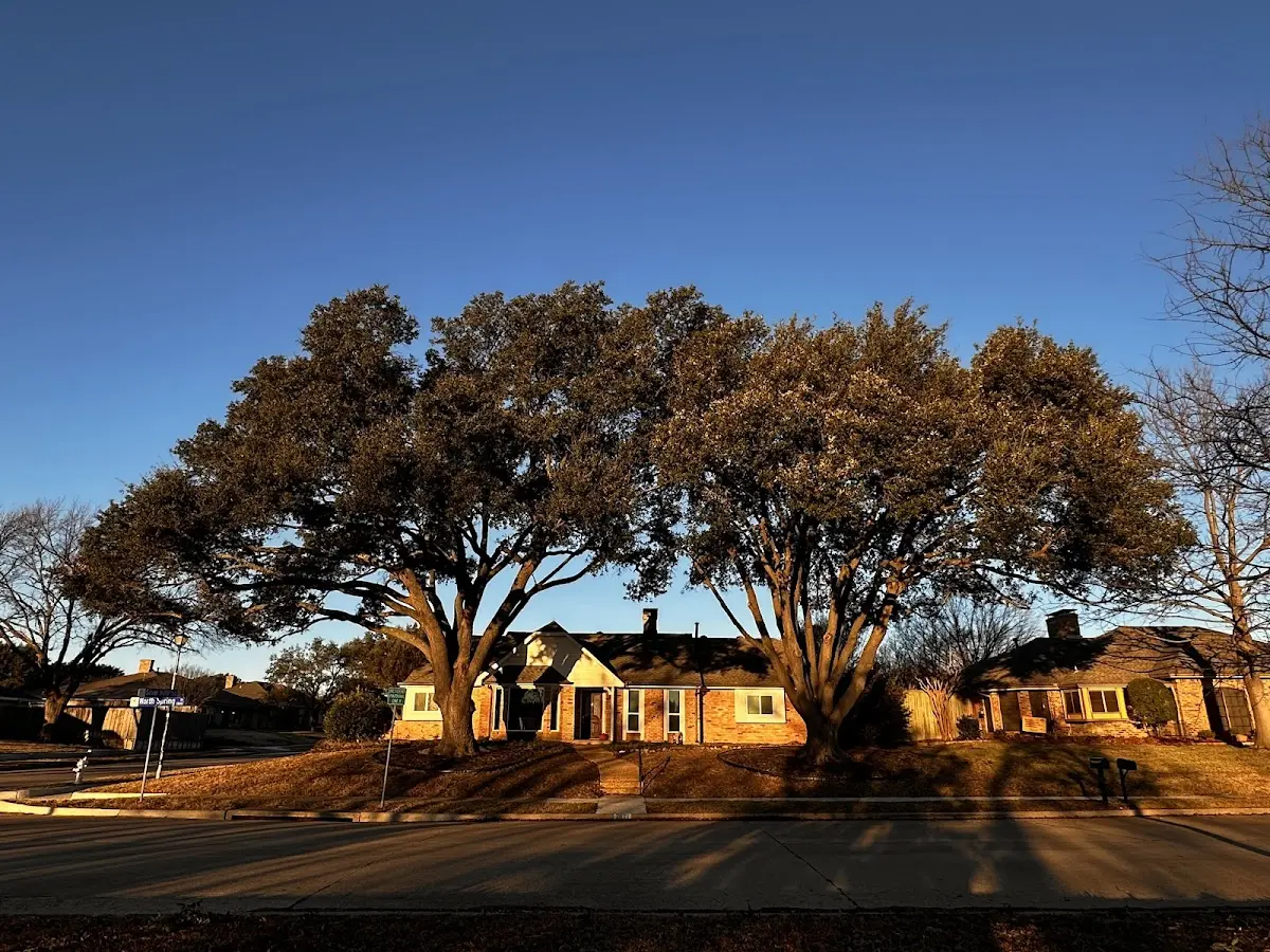 Established residential canopy tree shading a home in Drakesville