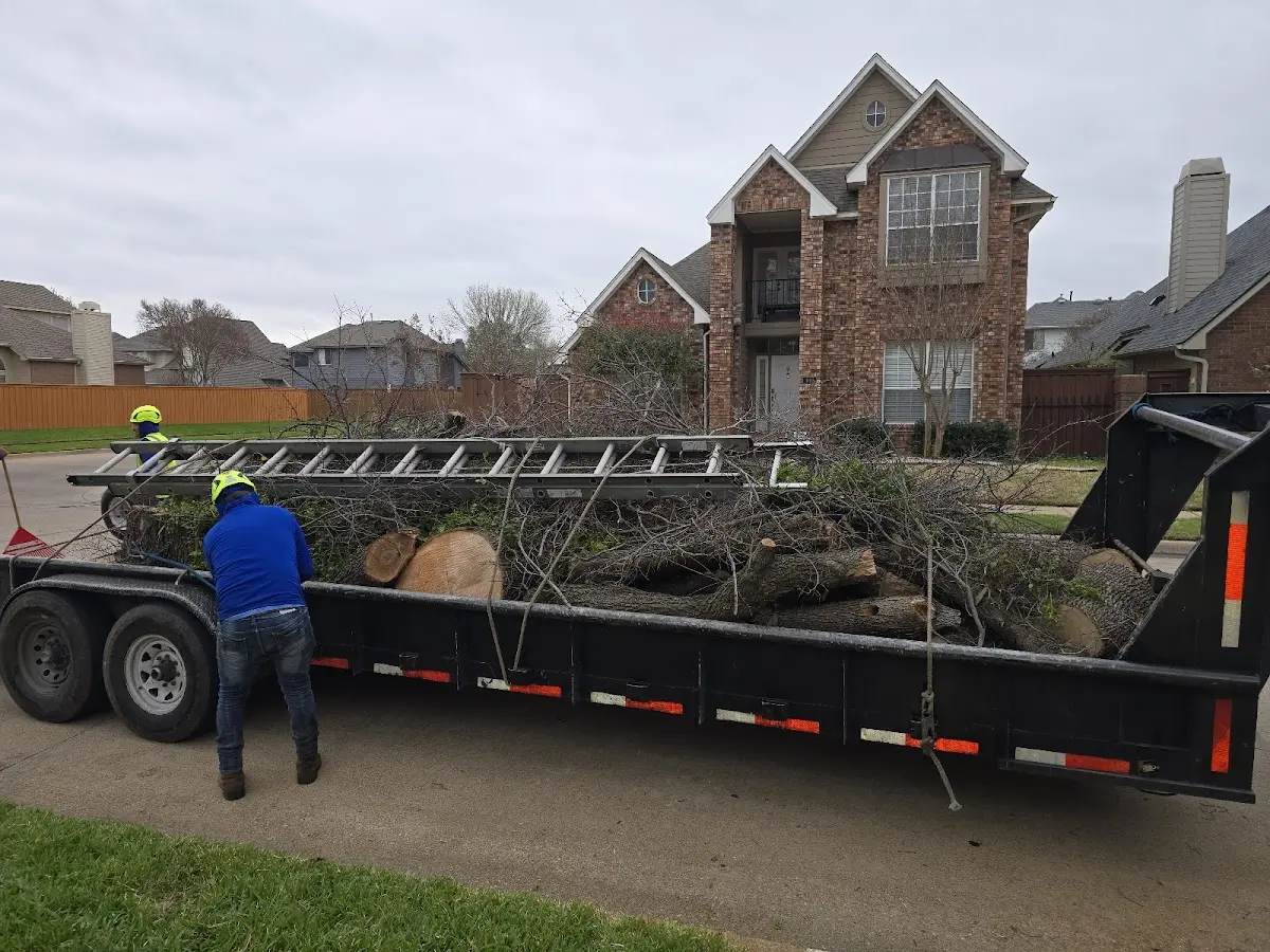 Expert Tree Removal with proper safety equipment in Drakesville